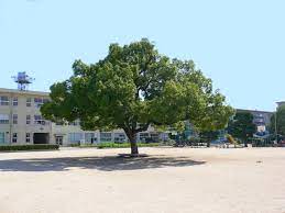 小学校　倉敷市立中洲小学校（小学校）まで1314m