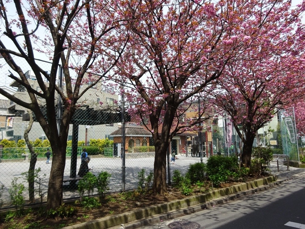 公園　渋谷区立 本町氷川公園（公園）まで66m