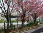 公園　渋谷区立 本町氷川公園（公園）まで66m