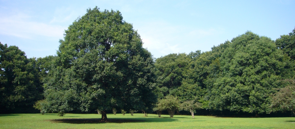 公園　県立 東高根森林公園（公園）まで1347m