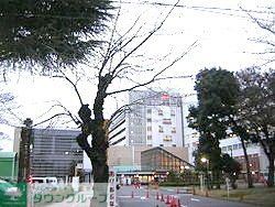 病院　武蔵野赤十字病院（病院）まで600m