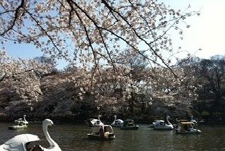 公園　井の頭公園（公園）まで2200m