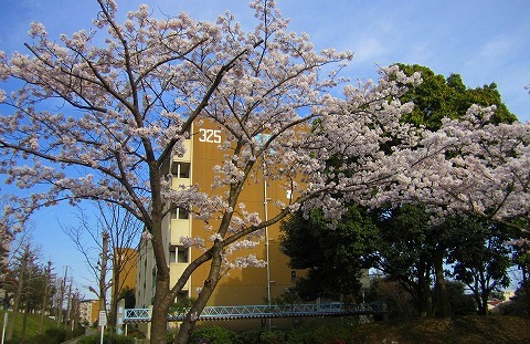 その他共有部分　春には桜