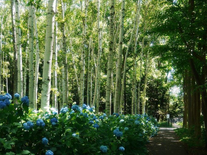 公園　豊平公園（公園）まで722m