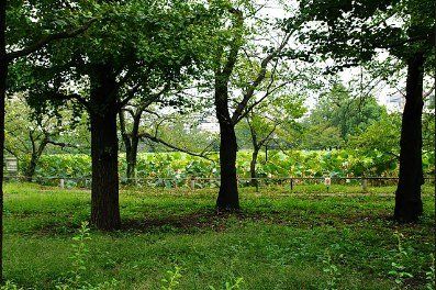 公園　上野公園・不忍池の一面に広がるハス（公園）まで291m