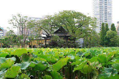 その他　上野不忍池の蓮と新旧の建物（その他）まで291m