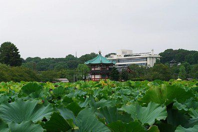 公園　上野公園・不忍池の蓮と弁天堂の遠景（公園）まで317m
