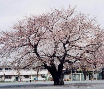 【三鷹市野崎のアパートの小学校】