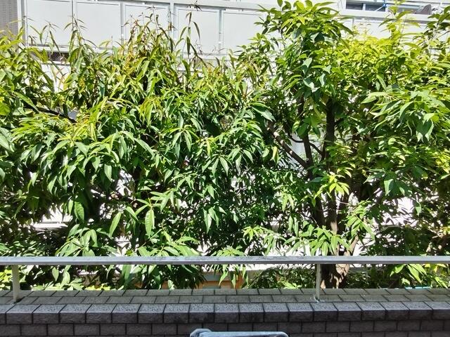 眺望　バルコニーからの景色です♪