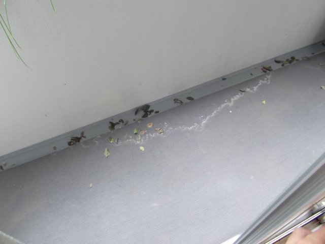 バルコニー　他のお部屋の参考写真となります。