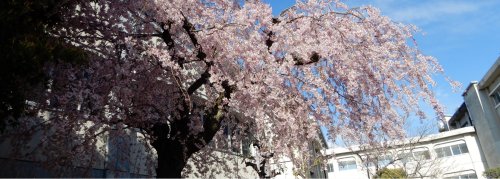 中学校　精華中学校（中学校）まで843m