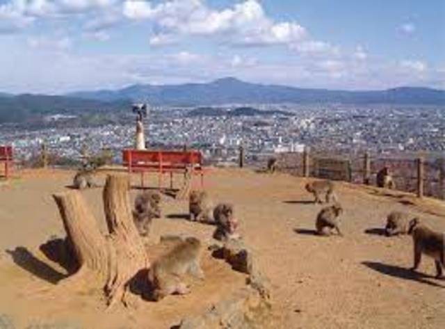 公園　嵐山モンキーパークいわたやま（公園）まで878m