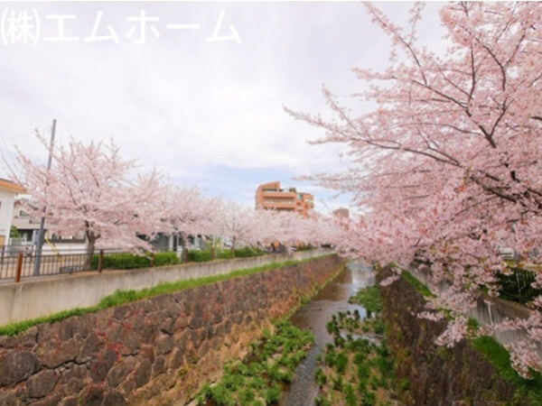 眺望　桜並木がきれいな山崎川沿い♪