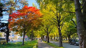 大学・短大　国立北海道大学（大学・短大）まで472m