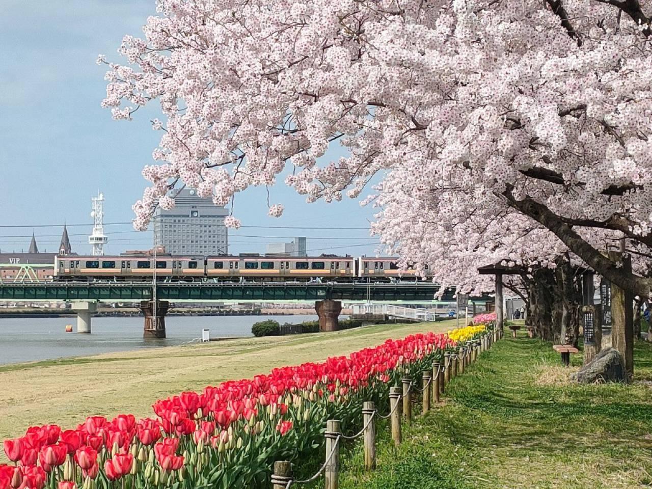 その他　信濃川やすらぎ堤緑地（その他）まで1241m
