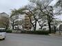 その他　播磨坂桜並木（環三桜並木）（その他）まで650m