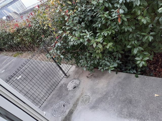 庭