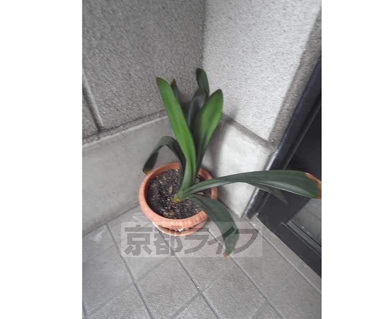 庭