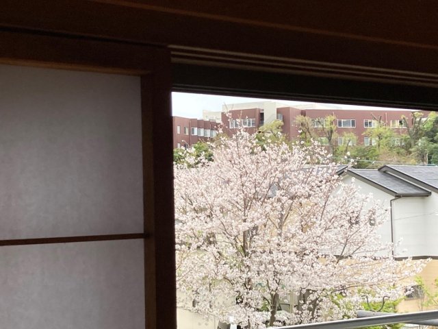 眺望　眺望よし。今年の桜です。