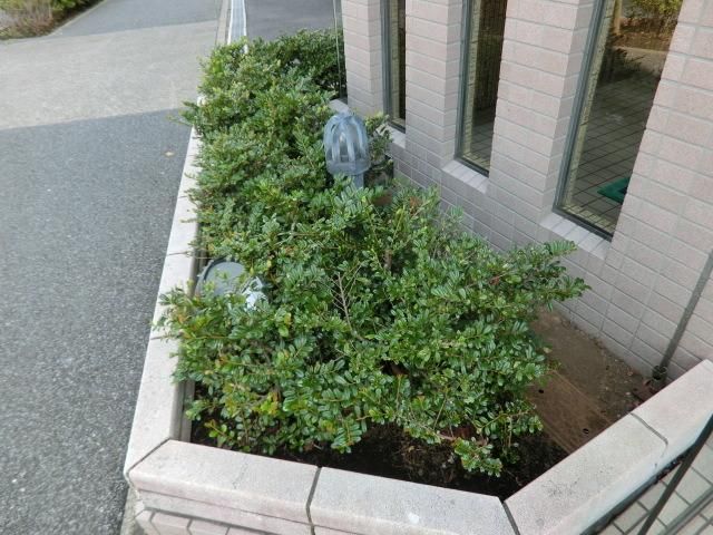 庭