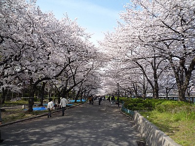 公園　毛馬桜之宮公園（公園）まで176m