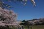 公園　小金井公園（公園）まで1000m
