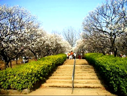 公園　羽根木公園（公園）まで926m