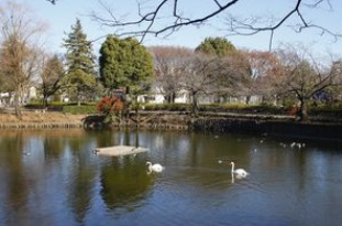 公園　鹿沼公園（公園）まで493m