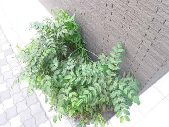 庭　植栽