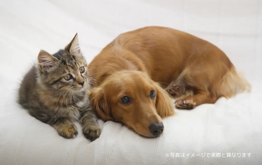 カーサコローレのその他写真