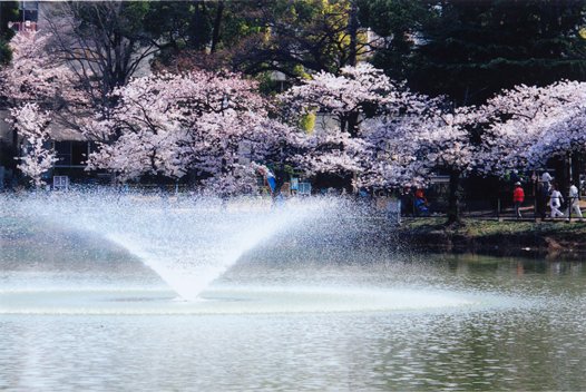 【大阪市住吉区帝塚山中のマンションの公園】