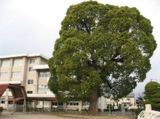小学校　岡山市立可知小学校（小学校）まで699m