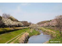 公園　野川緑道（公園）まで1079m