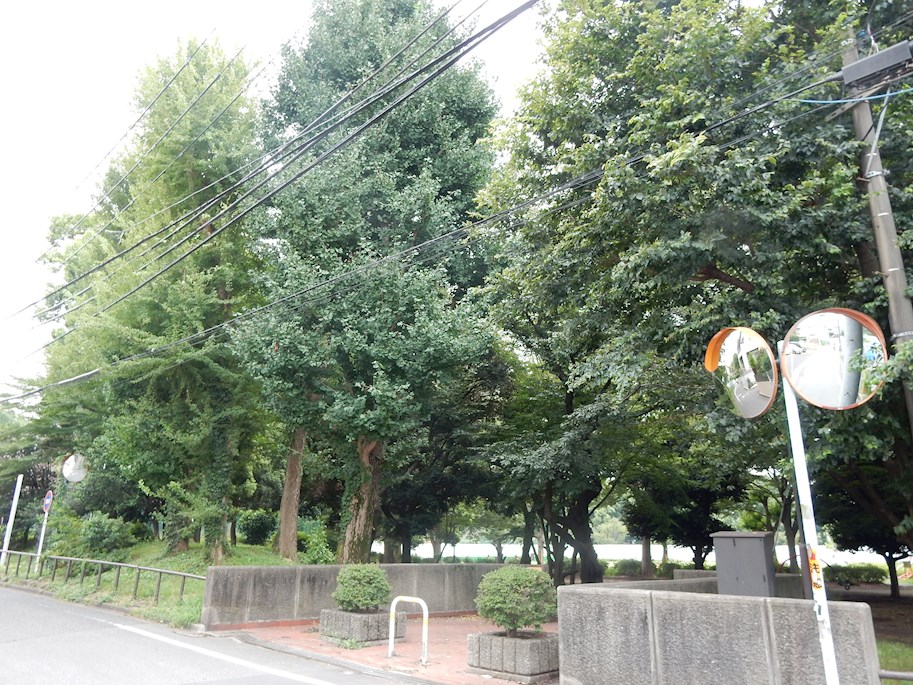 公園　善福寺川緑地★（公園）まで441m