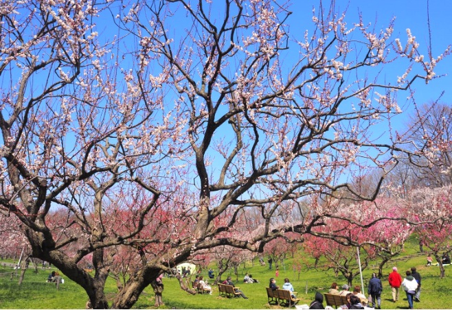 公園　うめの木緑地（公園）まで696m
