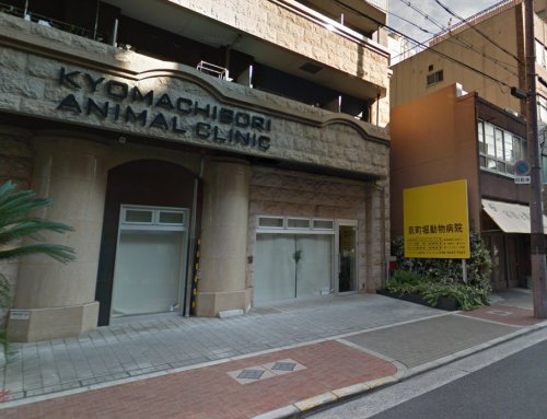 病院　京町堀動物病院（病院）まで439m
