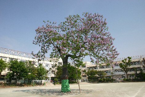 小学校　世田谷区立深沢小学校（小学校）まで183m
