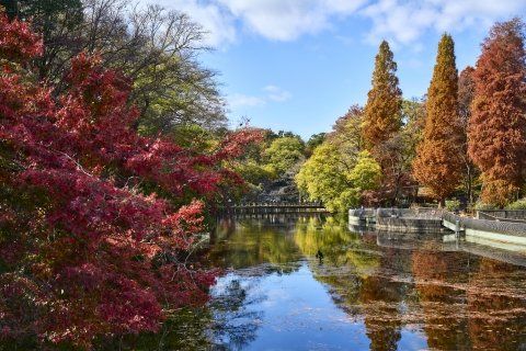 公園　井の頭恩賜公園の紅葉02（公園）まで2994m