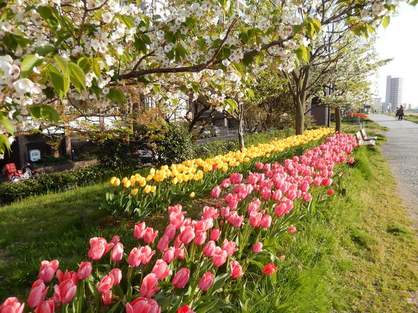 【グラスコート東幸町の公園】