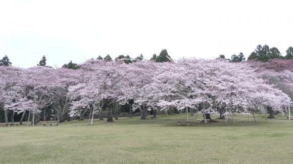 【レジデンス・エミーの公園】