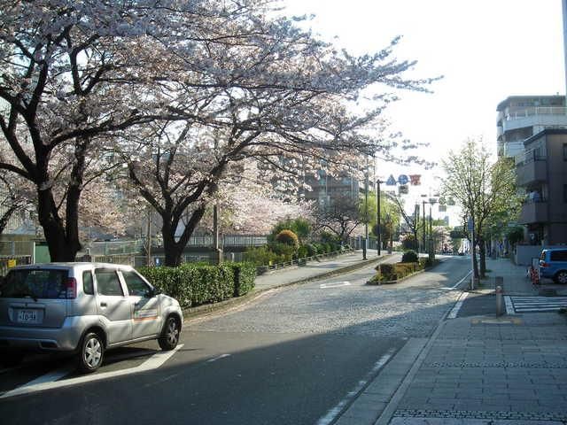 その他　★★建物前面道路　桜並木♪（その他）まで1m