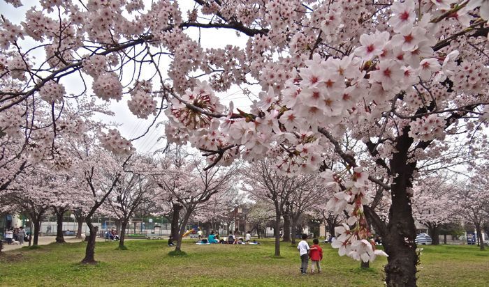 公園　一ツ家第一公園（公園）まで488m