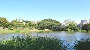 公園　白幡緑道（公園）まで1411m