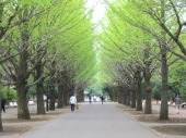公園　都立光ヶ丘公園　ゆりのき口（公園）まで1245m