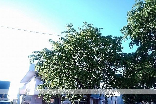 幼稚園・保育園　新川西さくらこ保育園（幼稚園・保育園）まで110m