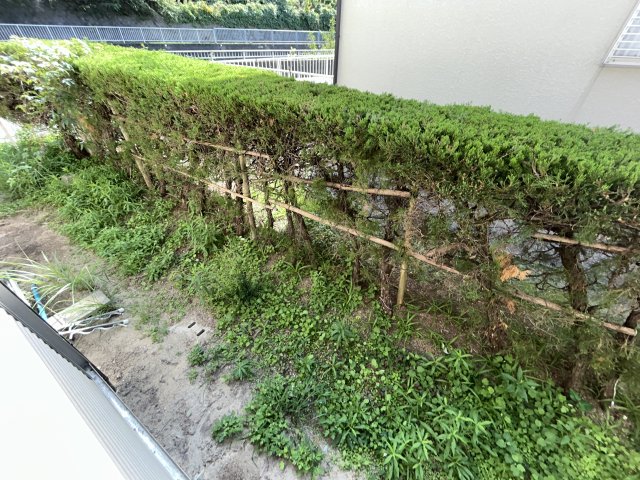 庭