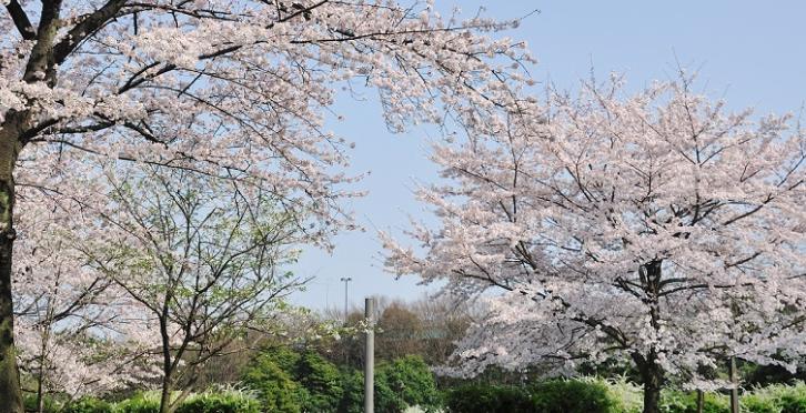 公園　辰巳の森緑道公園（公園）まで172m