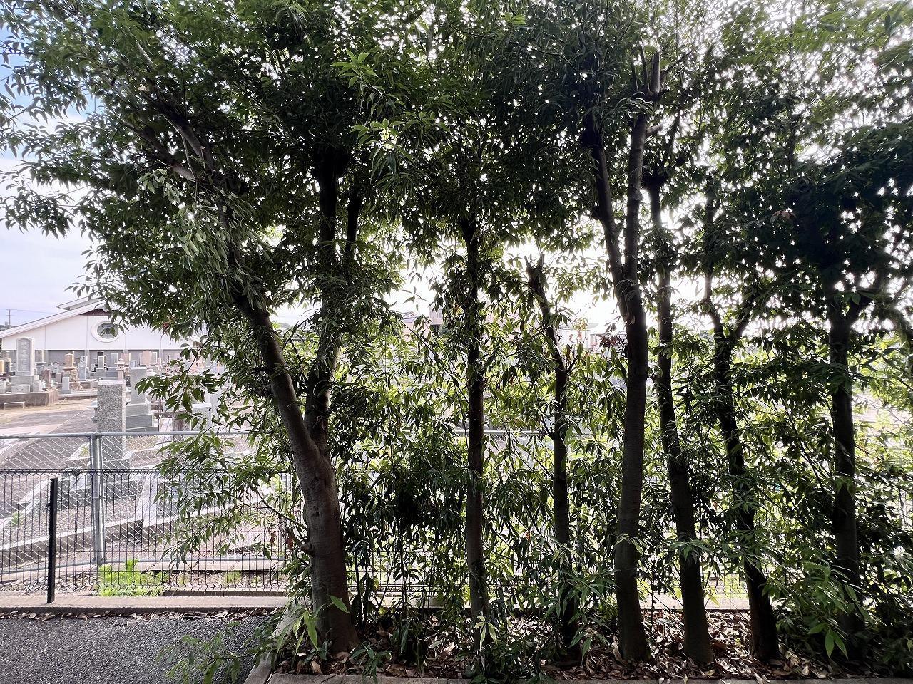 眺望　ベランダからの緑ある景色が魅力。日々の暮らしに安らぎを与えて