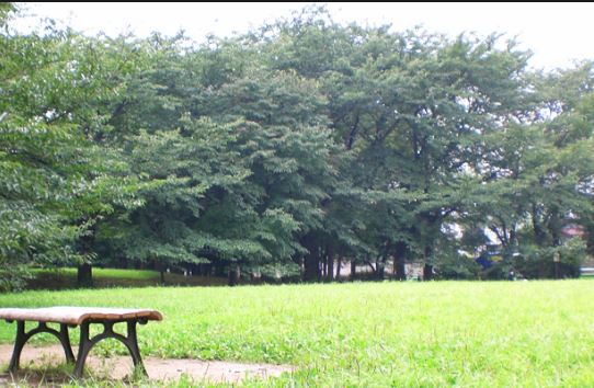 公園　善福寺川緑地（公園）まで537m
