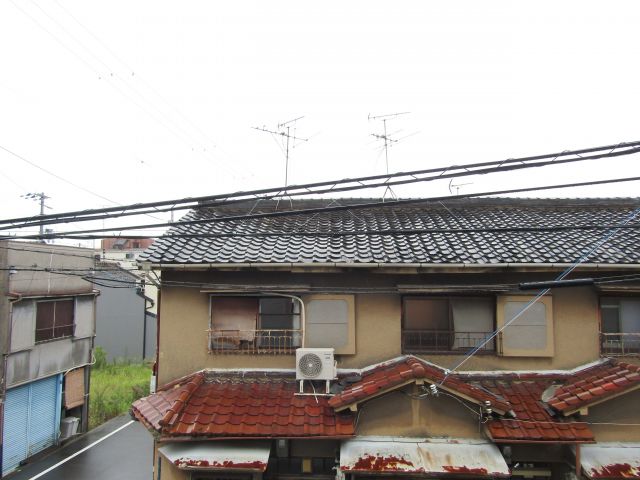 F asecia copperのその他写真